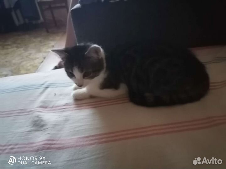 Кот-Обормот