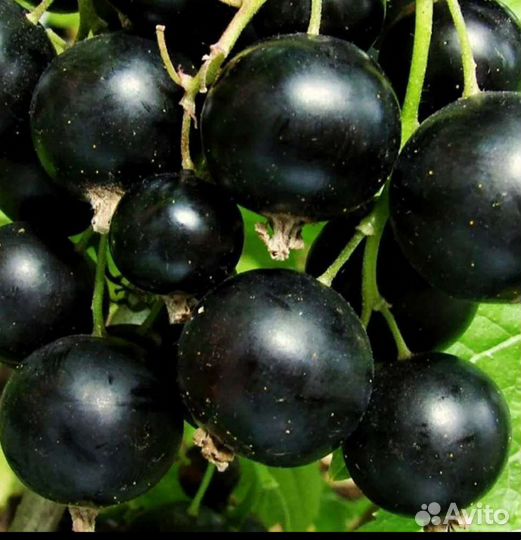 Саженцы плодово - ягодных