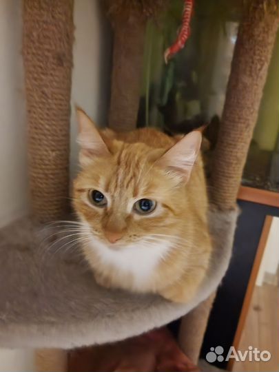 Гостиница для кошек и собак