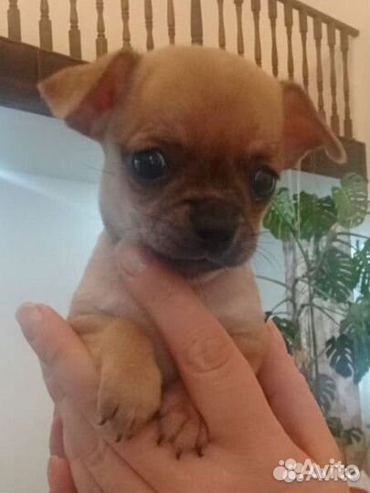 Щенки чихуахуа