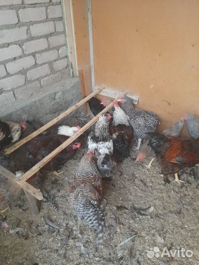 Породистые петушки