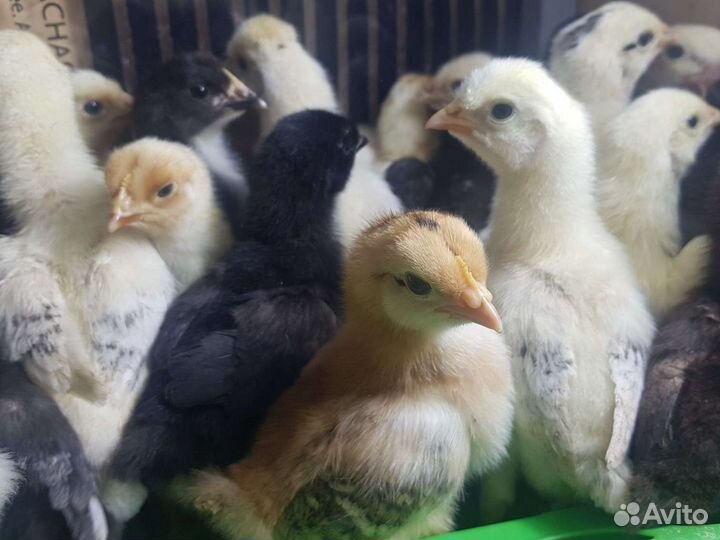 Цыплята домашних несушек