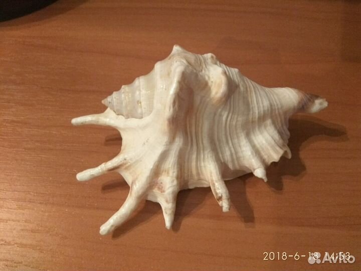 Морская раковина