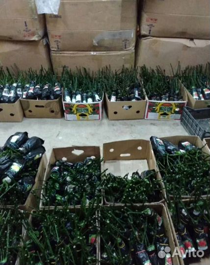 Кустовые розы (саженцы) цветы