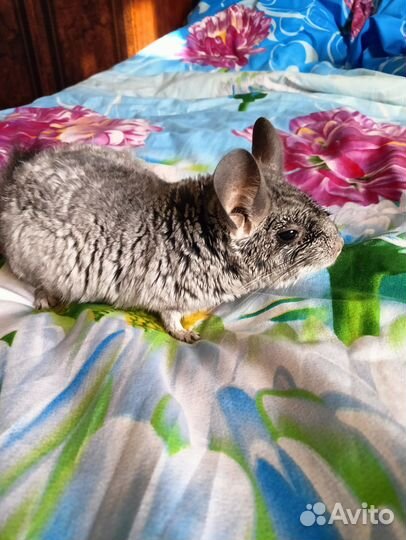 Шиншилла стандарт мальчик бесплатно