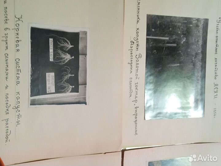 Справочник. Сроки посева и уборки.1930 год