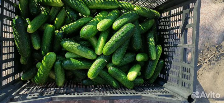 Огурцы