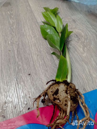 Замиокулькас картошка мощная