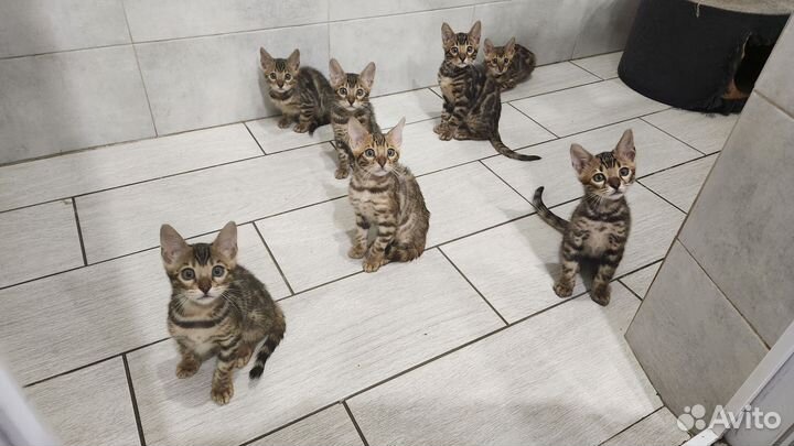 Бенгальские котята