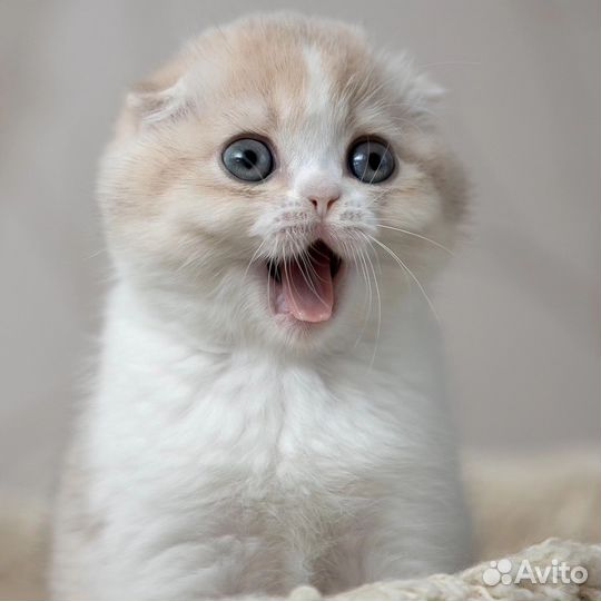 Шотландская вислоухая