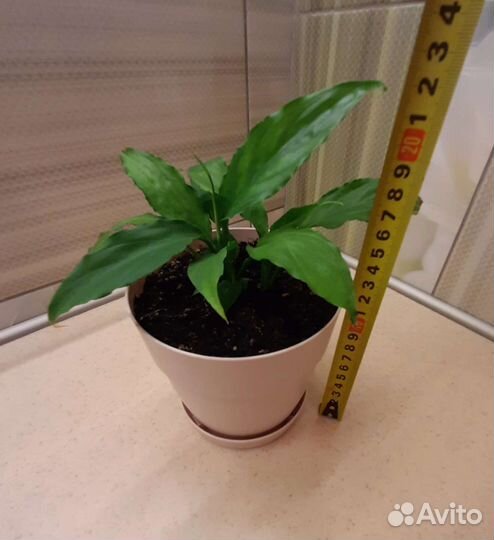 Спатифиллум