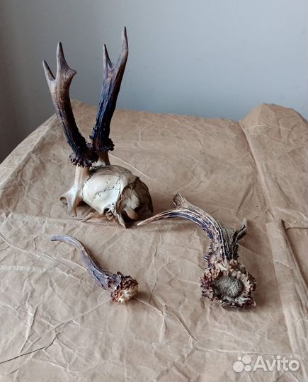 Рога косули