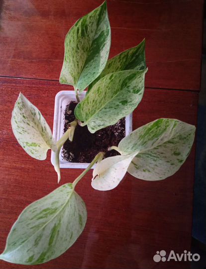 Сциндапсус