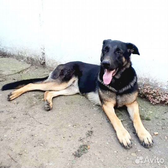 Крупная собака Эмма