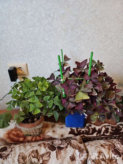 Кислица оксалис или Бабочка