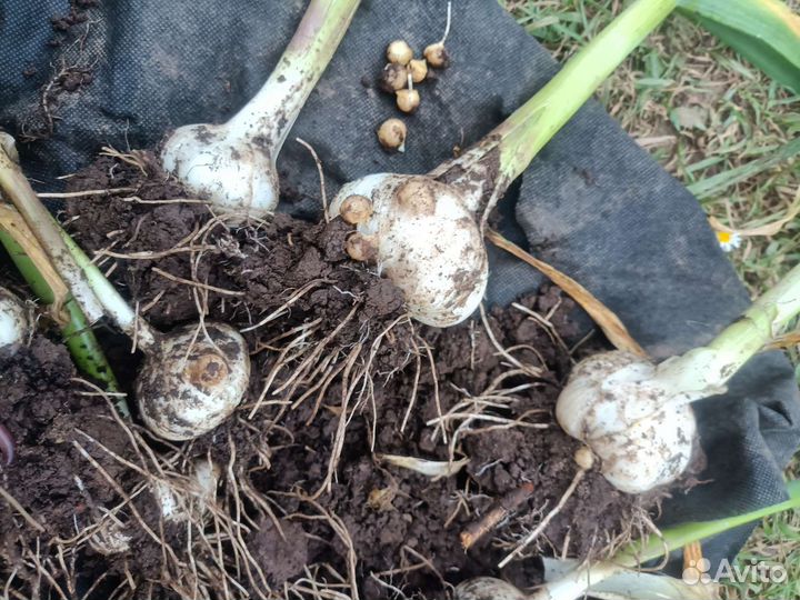 Чеснок слоновий, рокамболь на семена