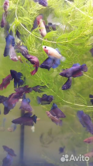 Рыбка петушок