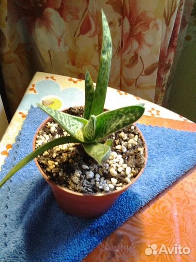 Комнатные растения- гибискус