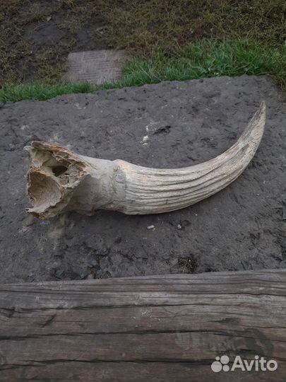 Рог древнего безона