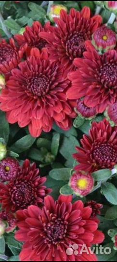 Хризантема корейская