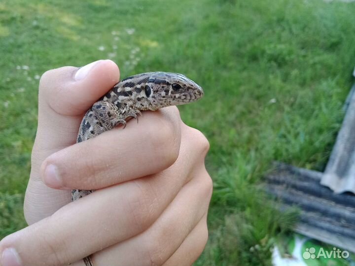 Продаю ящерицу привыкшую к рукам