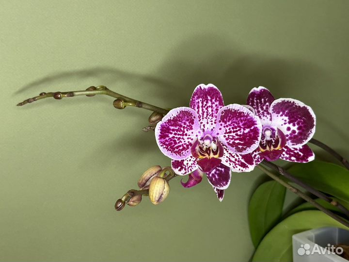 Орхидея фаленопсис Phal. Asian Pearl