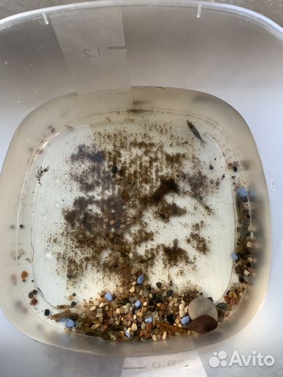 Аквариумные креветки