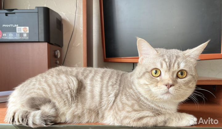 Вязка с британцем