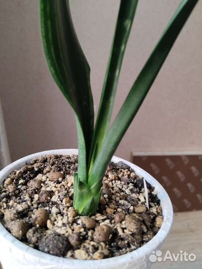 Сансевиерия сортовая