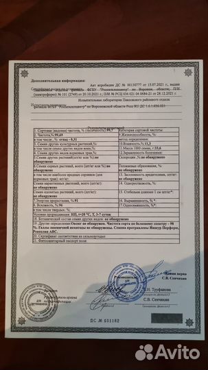 Пшеница, рожь