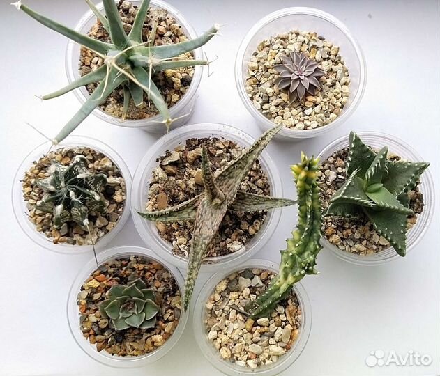 Кактусы и суккуленты