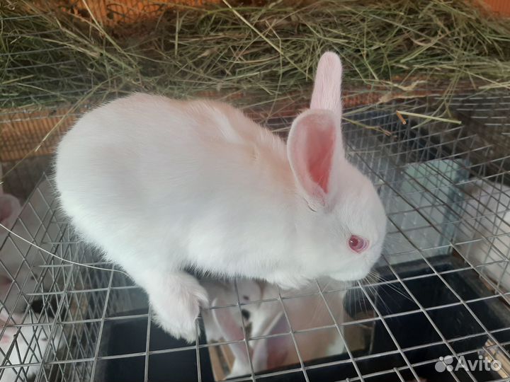 Кролики Белый Паннон и помесь для разведения