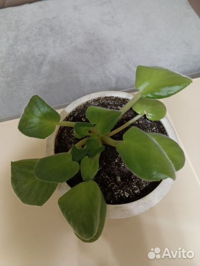 Фиалка белая