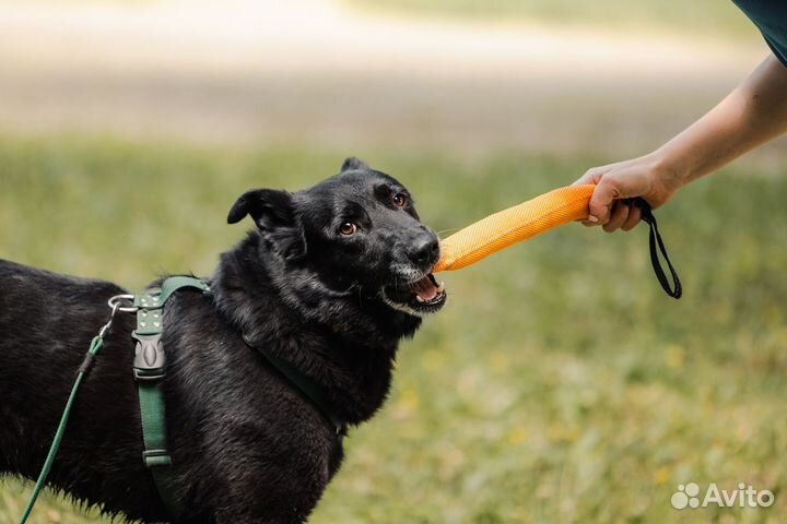 Собака из приюта ищет дом