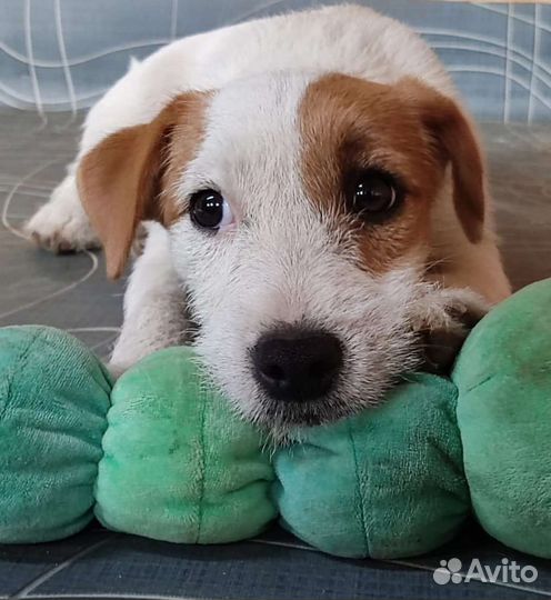 Парсон Рассел терьер