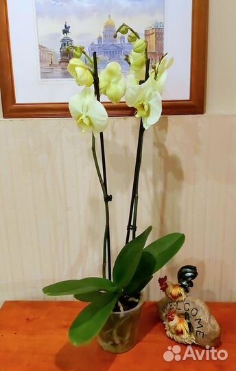 Green Apple 2 цветоноса зеленая Орхидея цветущая