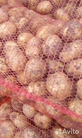 Продам картофель