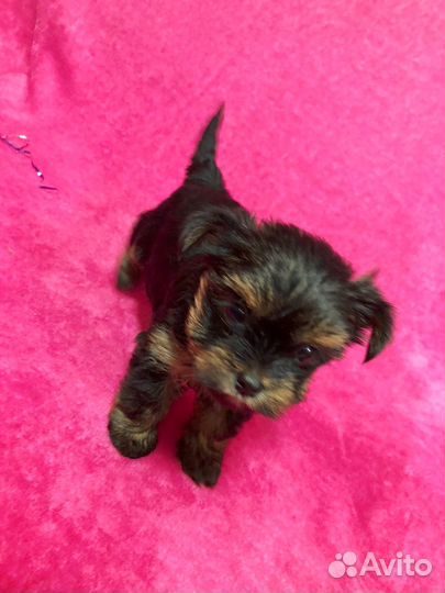 Йоркширский терьер щенки