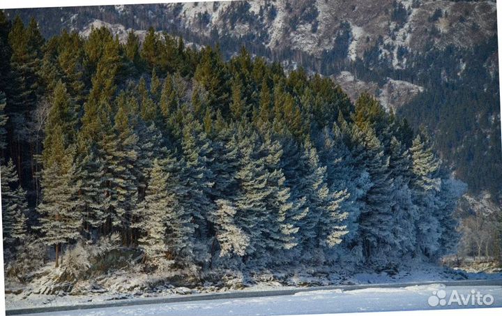 Путевка на Алтай зимой экспедиция 4-7 дней