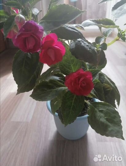 Бальзамин махровый