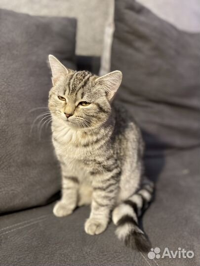 Котята бесплатно