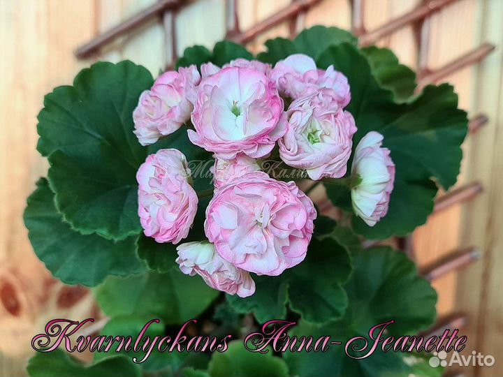 Розебудные пеларгонии