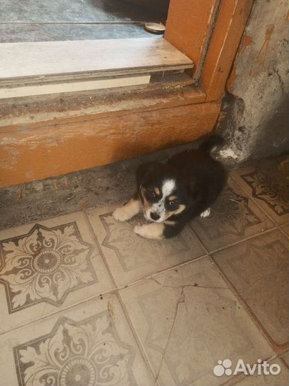 Собака в добрые руки отдам бесплатно