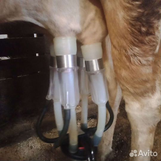 Натуральная молочная продукция