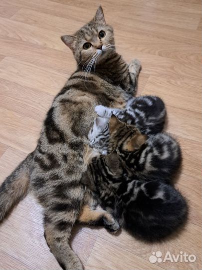 Британские котята