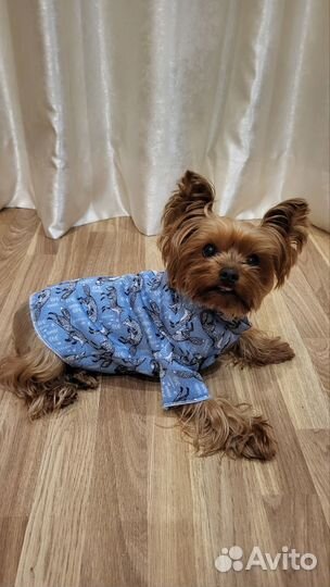 Одежда для йорка, размер м