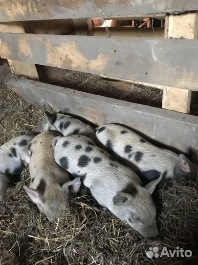 Продам поросят