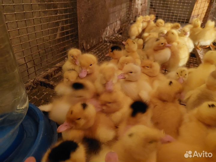 Гусята,цыплята,утята, муларды, бройлеры, индюшата
