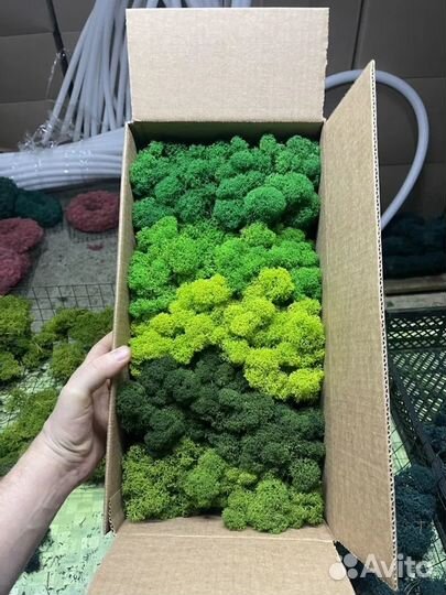 Стабилизированный мох, Зеленый Микс, 05кг, 500г