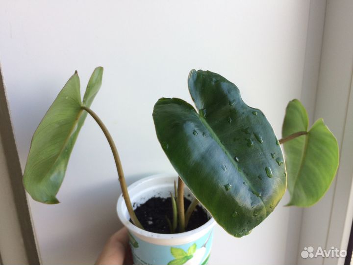 Хлорофитум Бонни, Филодендрон Бурле макс